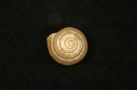 藏品(帶條菱蝸牛)的圖片